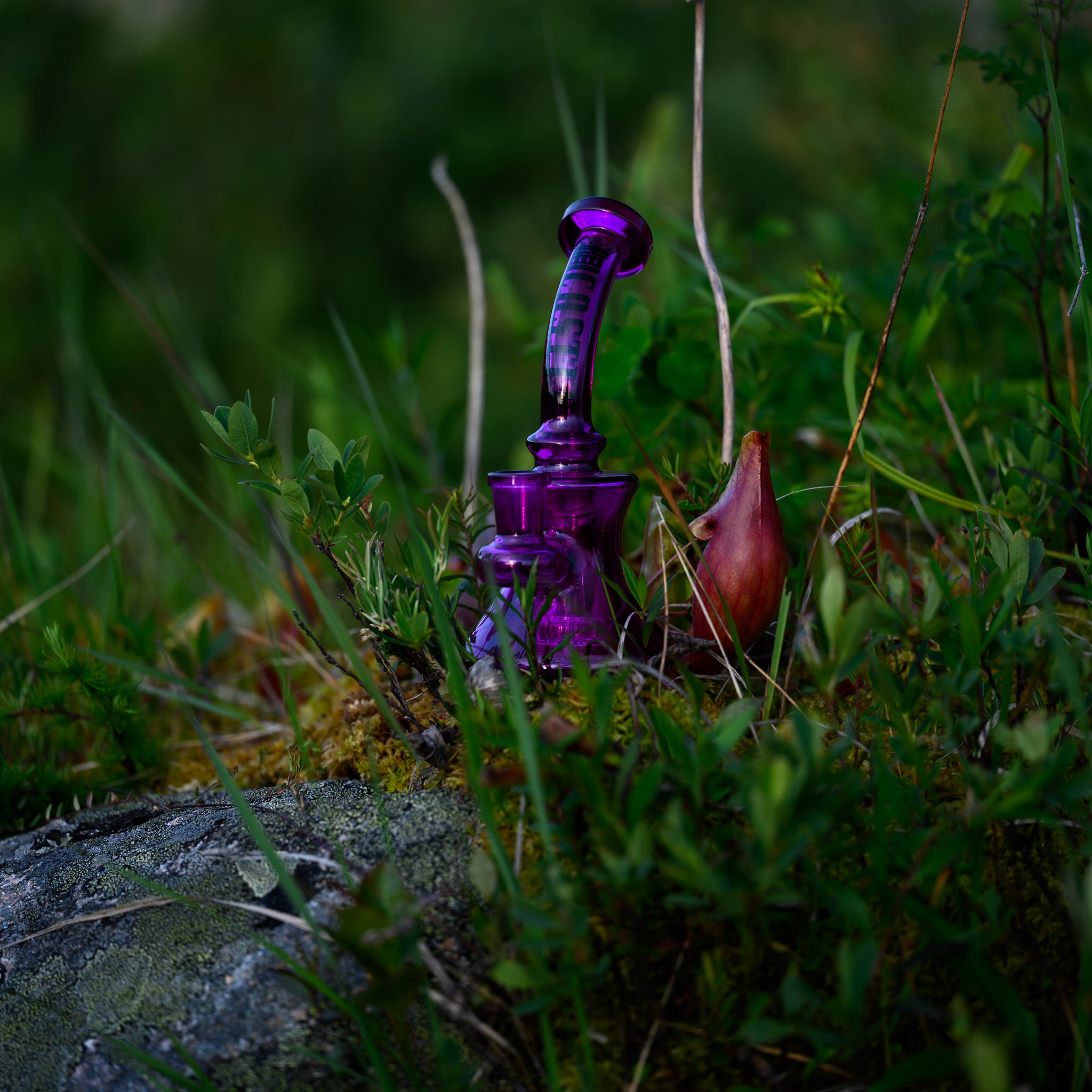 Small purple glass dab rig with a curved neck, placed outdoors among greenery near a reddish pitcher plant.